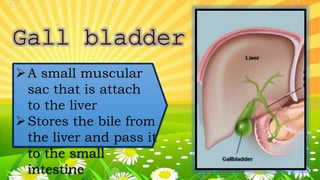 A small muscular
sac that is attach
to the liver
Stores the bile from
the liver and pass it
to the small
intestine
 