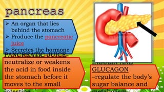  An organ that lies
behind the stomach
 Produce the pancreatic
juice
 Secretes the hormone
insulin and glucagonPANCREATIC JUICE-
neutralize or weakens
the acid in food inside
the stomach before it
moves to the small
INSULIN AND
GLUCAGON
–regulate the body’s
sugar balance and
 