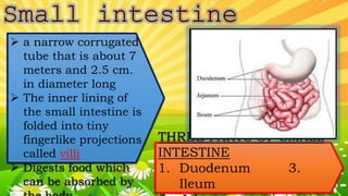 a narrow corrugated
tube that is about 7
meters and 2.5 cm.
in diameter long
 The inner lining of
the small intestine is
folded into tiny
fingerlike projections
called villi
 Digests food which
can be absorbed by
THREE PARTS OF SMALL
INTESTINE
1. Duodenum 3.
Ileum
 
