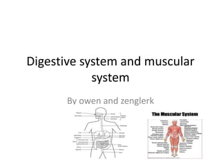 Digestive system and muscular
system
By owen and zenglerk
 