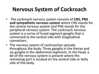 Digestive System and Nervous System of Invertebrate.pptx