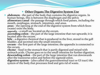 Other Organs The Digestive System Useabdomen- the part of the body that contains the digestive organs. In human beings, this is between the diaphragm and the pelvisalimentary canalthe passage through which food passes, including the mouth, esophagus, stomach, intestines, and anus.anus - the opening at the end of the digestive system from which feces (waste) exits the body.appendix - a small sac located on the cecum.ascending colon - the part of the large intestine that run upwards; it is located after the cecum.bile - a digestive chemical that is produced in the liver, stored in the gall bladder, and secreted into the small intestine.cecum - the first part of the large intestine; the appendix is connected to the cecum.chyme - food in the stomach that is partly digested and mixed with stomach acids. Chyme goes on to the small intestine for further digestion.descending colon - the part of the large intestine that run downwards after the transverse colon and before the sigmoid colon.digestive system - (also called the gastrointestinal tract or GI tract) the system of the body that processes food and gets rid of waste.