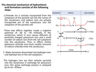 The chemical mechanism of hydrochloric
acid formation consists of the following
steps:
1.Chloride ion is actively transported from the
cytoplasm of the parietal cell into the lumen of
the canaliculus, and sodium ions are actively
transported out of the canaliculus into the
cytoplasm of the parietal cell.
These two effects together create a negative
potential of -40 to –70 millivolts in the
canaliculus, which in turn causes diffusion of
positively charged potassium ions and a small
number of sodium ions from the cell cytoplasm
into the canaliculus. Thus, in effect, mainly
potassium chloride and much smaller amounts
of sodium chloride enter the canaliculus.
2. Water becomes dissociated into hydrogen ions
and hydroxyl ions in the cell cytoplasm.
The hydrogen ions are then actively secreted
into the canaliculus in exchange for potassium
ions: this active exchange process is catalyzed
by H+,K+- ATPase.
 