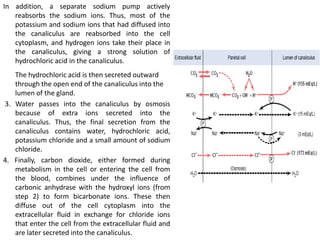 In addition, a separate sodium pump actively
reabsorbs the sodium ions. Thus, most of the
potassium and sodium ions that had diffused into
the canaliculus are reabsorbed into the cell
cytoplasm, and hydrogen ions take their place in
the canaliculus, giving a strong solution of
hydrochloric acid in the canaliculus.
The hydrochloric acid is then secreted outward
through the open end of the canaliculus into the
lumen of the gland.
3. Water passes into the canaliculus by osmosis
because of extra ions secreted into the
canaliculus. Thus, the final secretion from the
canaliculus contains water, hydrochloric acid,
potassium chloride and a small amount of sodium
chloride.
4. Finally, carbon dioxide, either formed during
metabolism in the cell or entering the cell from
the blood, combines under the influence of
carbonic anhydrase with the hydroxyl ions (from
step 2) to form bicarbonate ions. These then
diffuse out of the cell cytoplasm into the
extracellular fluid in exchange for chloride ions
that enter the cell from the extracellular fluid and
are later secreted into the canaliculus.
 