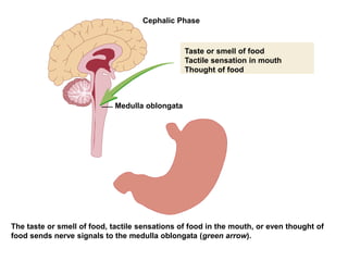 The taste or smell of food, tactile sensations of food in the mouth, or even thought of
food sends nerve signals to the medulla oblongata (green arrow).
Taste or smell of food
Tactile sensation in mouth
Thought of food
Medulla oblongata
Cephalic Phase
 