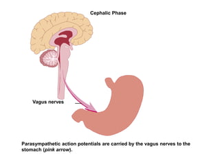 Parasympathetic action potentials are carried by the vagus nerves to the
stomach (pink arrow).
Vagus nerves
Cephalic Phase
 