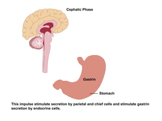 Cephalic Phase
This impulse stimulate secretion by parietal and chief cells and stimulate gastrin
secretion by endocrine cells.
Gastrin
Stomach
 