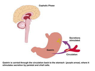 Cephalic Phase
Gastrin is carried through the circulation back to the stomach (purple arrow), where it
stimulates secretion by parietal and chief cells.
Gastrin
Circulation
Secretions
stimulated
 