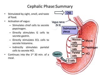Cephalic Phase:Summary
• Stimulated by sight, smell, and taste
of food.
• Activation of vagus:
– Stimulates chief cells to secrete
pepsinogen.
– Directly stimulates G cells to
secrete gastrin.
– Directly stimulates ECL cells to
secrete histamine.
– Indirectly stimulates parietal
cells to secrete HCl.
• Continues into the 1st 30 min. of a
meal.
 