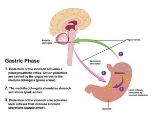 Stomach
Local reflexes
stimulated by
stomach distention
Distention
Secretions
stimulated
Vagus nervesMedulla
oblongata
1. Distention of the stomach activates a
parasympathetic reflex. Action potentials
are carried by the vagus nerves to the
medulla oblongata (green arrow).
2. The medulla oblongata stimulates stomach
secretions (pink arrow).
3. Distention of the stomach also activates
local reflexes that increase stomach
secretions (purple arrow).
Gastric Phase
1
2
3
 