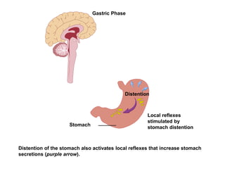 Gastric Phase
Local reflexes
stimulated by
stomach distention
Distention of the stomach also activates local reflexes that increase stomach
secretions (purple arrow).
Stomach
Distention
 
