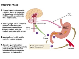 1. Chyme in the duodenum with
a pH less than 2 or containing
fat digestion products (lipids)
inhibits gastric secretions by
three mechanisms.
2. Sensory vagal action potentials
to the medulla oblongata
(green arrow) inhibit motor
action potentials from the
medulla oblongata (pink arrow).
3. Local reflexes inhibit gastric
secretion (orange arrows).
4. Secretin, gastric inhibitory
polypeptide, and cholecystokinin
produced by the duodenum
(brown arrows) inhibit gastric
secretions in the stomach.
Intestinal Phase
Secretin, gastric inhibitory
peptide, cholecystokinin
Circulation
pH<2
or lipids
Local
reflexes
Decreased
gastric
secretions
Medulla oblongata
Vagus
nerves
Vagus
nerves
1
2
3
4
 