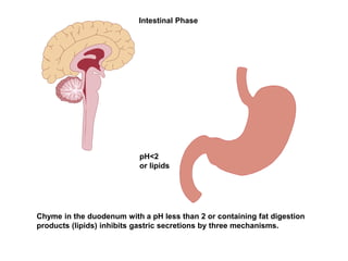 Chyme in the duodenum with a pH less than 2 or containing fat digestion
products (lipids) inhibits gastric secretions by three mechanisms.
pH<2
or lipids
Intestinal Phase
 