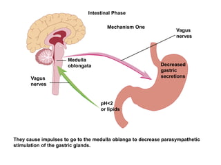 Intestinal Phase
They cause impulses to go to the medulla oblanga to decrease parasympathetic
stimulation of the gastric glands.
pH<2
or lipids
Medulla
oblongata
Vagus
nerves
Vagus
nerves
Mechanism One
Decreased
gastric
secretions
 