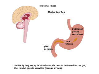Intestinal Phase
Secondly they set up local reflexes, via neuron in the wall of the gut,
that inhibit gastric secretion (orange arrows).
pH<2
or lipids
Local
reflexes
Decreased
gastric
secretions
Mechanism Two
 