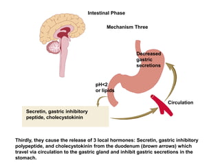 Thirdly, they cause the release of 3 local hormones: Secretin, gastric inhibitory
polypeptide, and cholecystokinin from the duodenum (brown arrows) which
travel via circulation to the gastric gland and inhibit gastric secretions in the
stomach.
Secretin, gastric inhibitory
peptide, cholecystokinin
pH<2
or lipids
Decreased
gastric
secretions
Circulation
Mechanism Three
Intestinal Phase
 