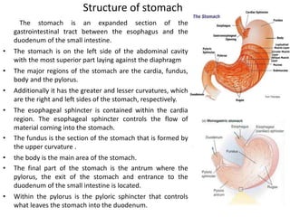 Structure of stomach
The stomach is an expanded section of the
gastrointestinal tract between the esophagus and the
duodenum of the small intestine.
• The stomach is on the left side of the abdominal cavity
with the most superior part laying against the diaphragm
• The major regions of the stomach are the cardia, fundus,
body and the pylorus.
• Additionally it has the greater and lesser curvatures, which
are the right and left sides of the stomach, respectively.
• The esophageal sphincter is contained within the cardia
region. The esophageal sphincter controls the flow of
material coming into the stomach.
• The fundus is the section of the stomach that is formed by
the upper curvature .
• the body is the main area of the stomach.
• The final part of the stomach is the antrum where the
pylorus, the exit of the stomach and entrance to the
duodenum of the small intestine is located.
• Within the pylorus is the pyloric sphincter that controls
what leaves the stomach into the duodenum.
 