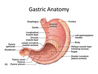Gastric Anatomy
 