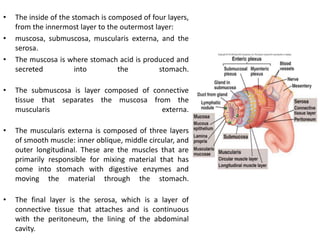 • The inside of the stomach is composed of four layers,
from the innermost layer to the outermost layer:
• muscosa, submuscosa, muscularis externa, and the
serosa.
• The muscosa is where stomach acid is produced and
secreted into the stomach.
• The submuscosa is layer composed of connective
tissue that separates the muscosa from the
muscularis externa.
• The muscularis externa is composed of three layers
of smooth muscle: inner oblique, middle circular, and
outer longitudinal. These are the muscles that are
primarily responsible for mixing material that has
come into stomach with digestive enzymes and
moving the material through the stomach.
• The final layer is the serosa, which is a layer of
connective tissue that attaches and is continuous
with the peritoneum, the lining of the abdominal
cavity.
 