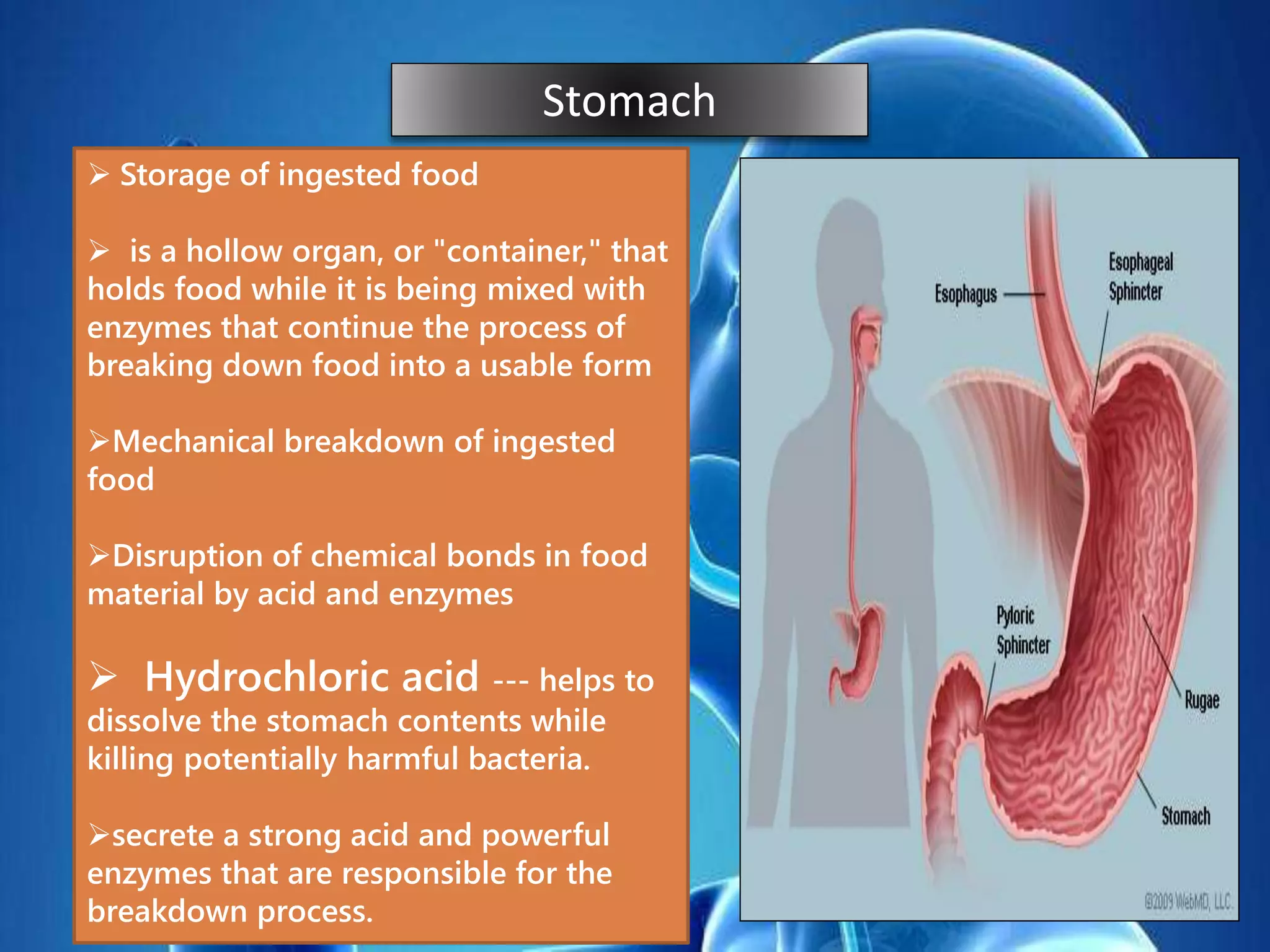  Storage of ingested food
 is a hollow organ, or "container," that
holds food while it is being mixed with
enzymes that continue the process of
breaking down food into a usable form
Mechanical breakdown of ingested
food
Disruption of chemical bonds in food
material by acid and enzymes
 Hydrochloric acid --- helps to
dissolve the stomach contents while
killing potentially harmful bacteria.
secrete a strong acid and powerful
enzymes that are responsible for the
breakdown process.
Stomach
 