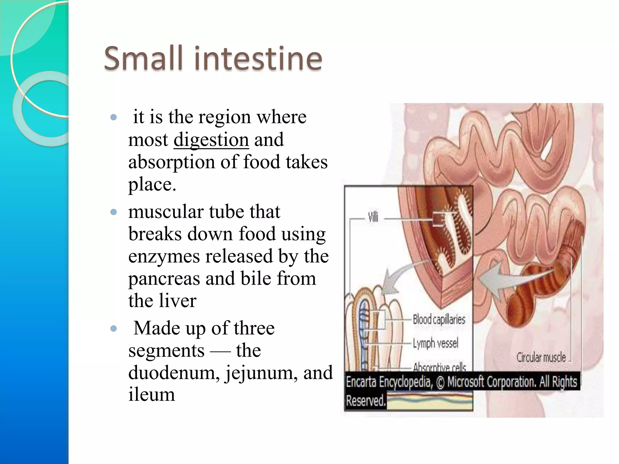 Small intestine
 it is the region where
most digestion and
absorption of food takes
place.
 muscular tube that
breaks down food using
enzymes released by the
pancreas and bile from
the liver
 Made up of three
segments — the
duodenum, jejunum, and
ileum
 