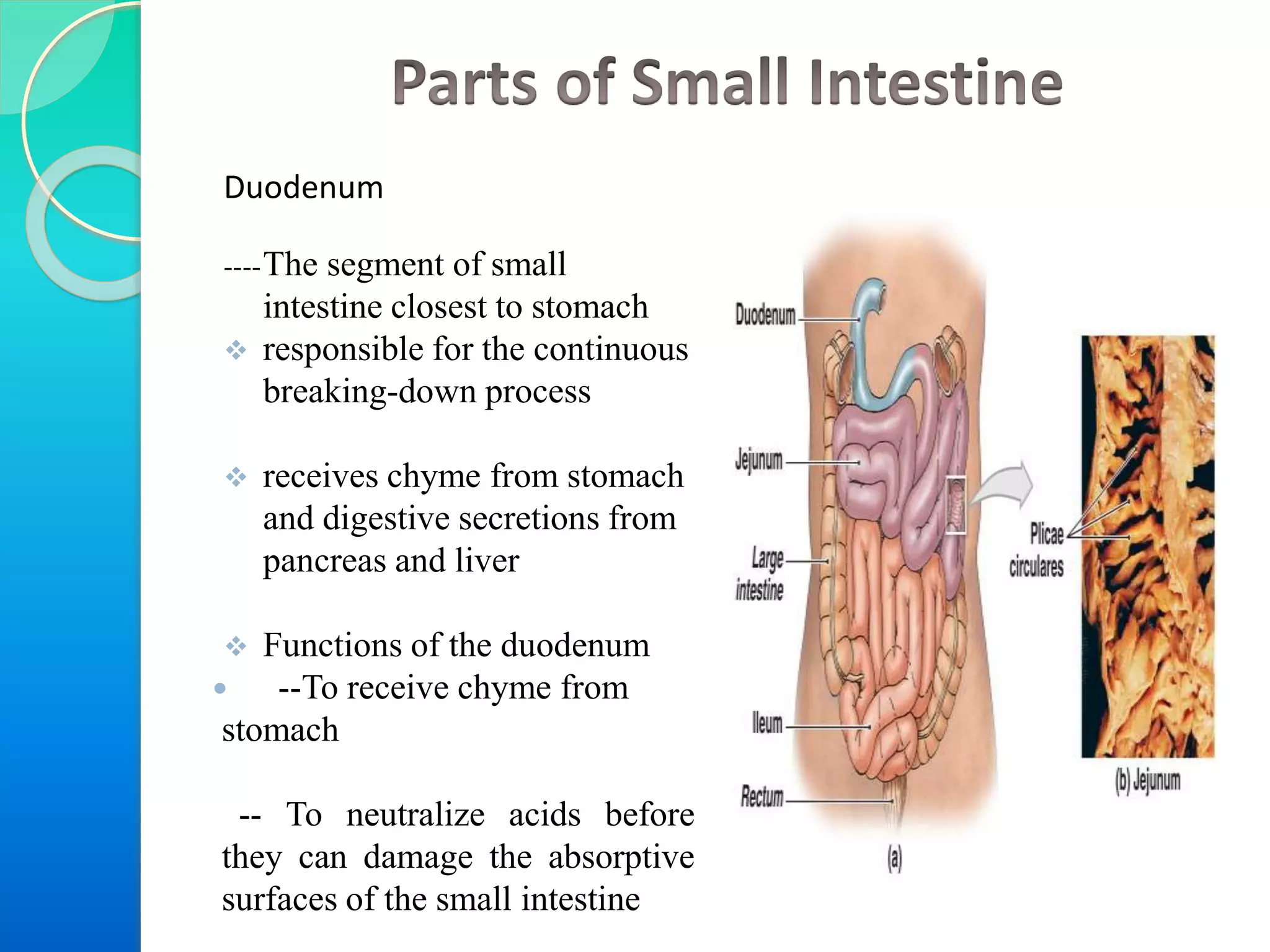 Duodenum
----The segment of small
intestine closest to stomach
 responsible for the continuous
breaking-down process
 receives chyme from stomach
and digestive secretions from
pancreas and liver
 Functions of the duodenum
 --To receive chyme from
stomach
-- To neutralize acids before
they can damage the absorptive
surfaces of the small intestine
 