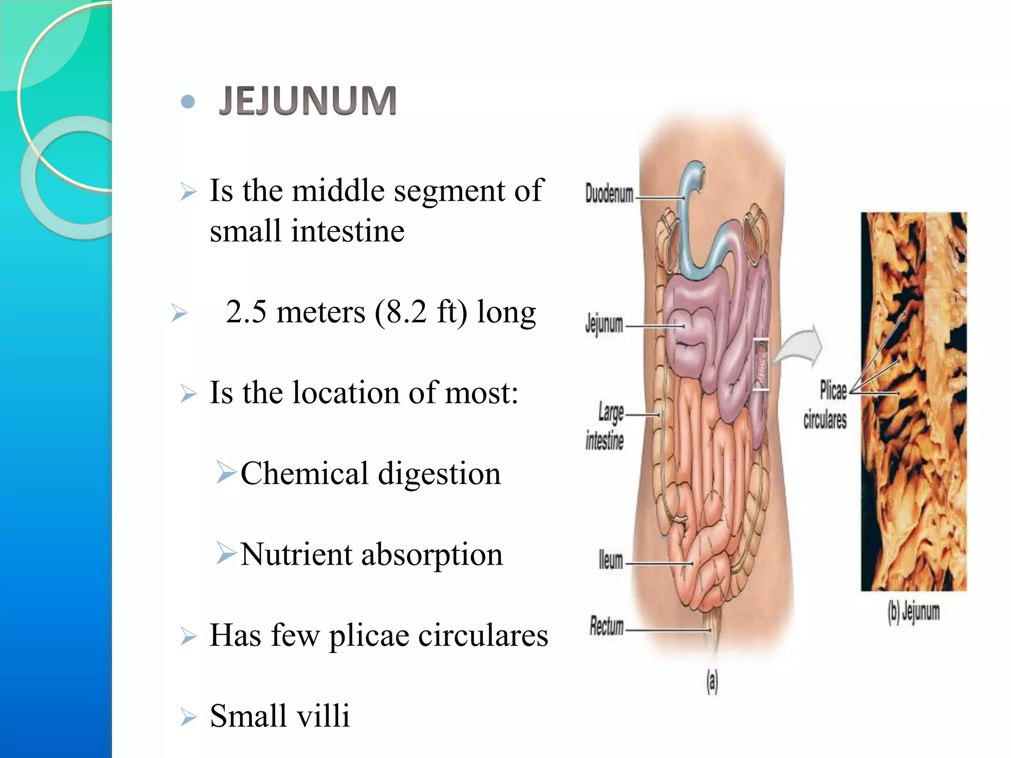 
 Is the middle segment of
small intestine
 2.5 meters (8.2 ft) long
 Is the location of most:
Chemical digestion
Nutrient absorption
 Has few plicae circulares
 Small villi

 
