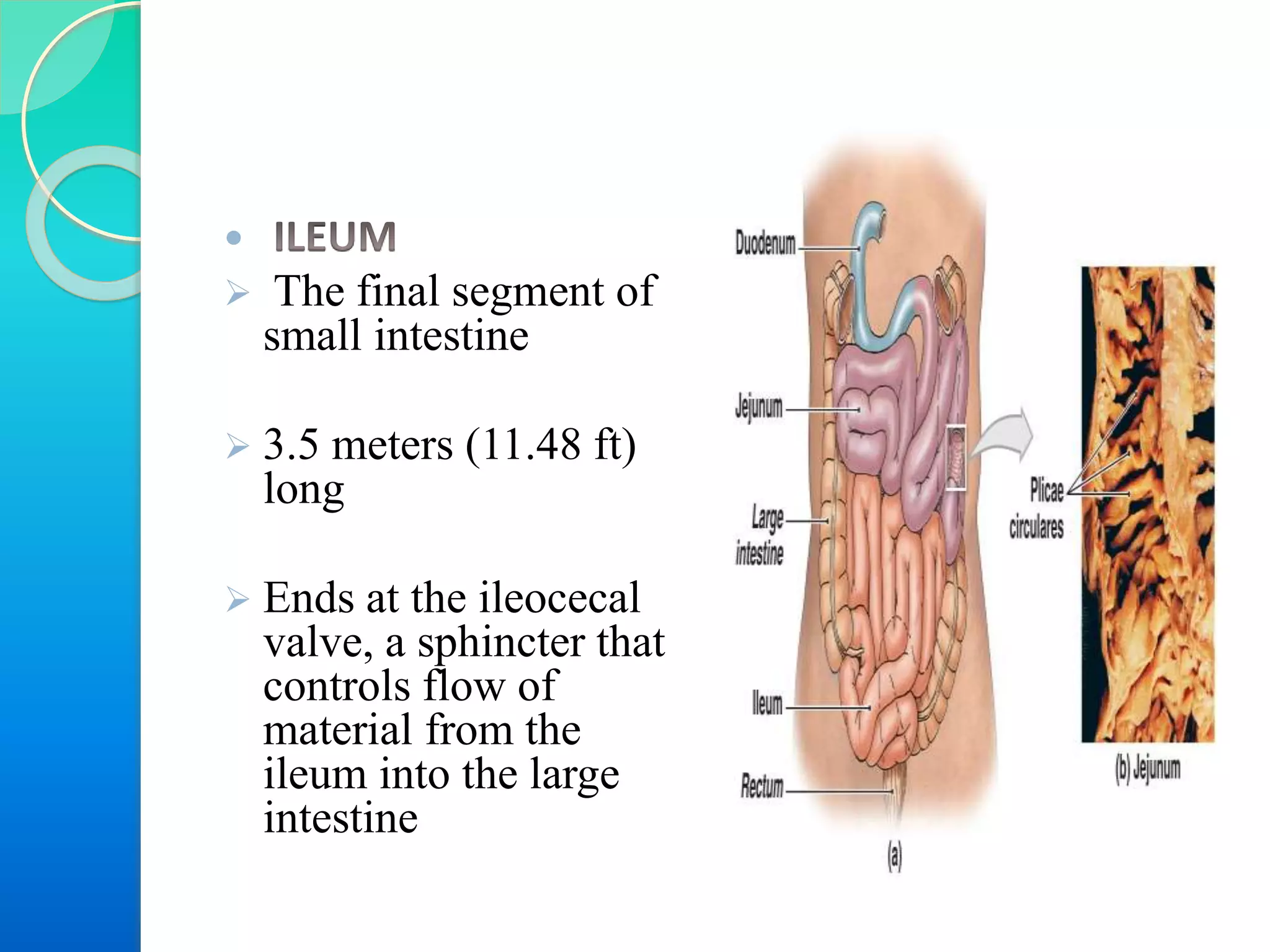 
 The final segment of
small intestine
 3.5 meters (11.48 ft)
long
 Ends at the ileocecal
valve, a sphincter that
controls flow of
material from the
ileum into the large
intestine

 