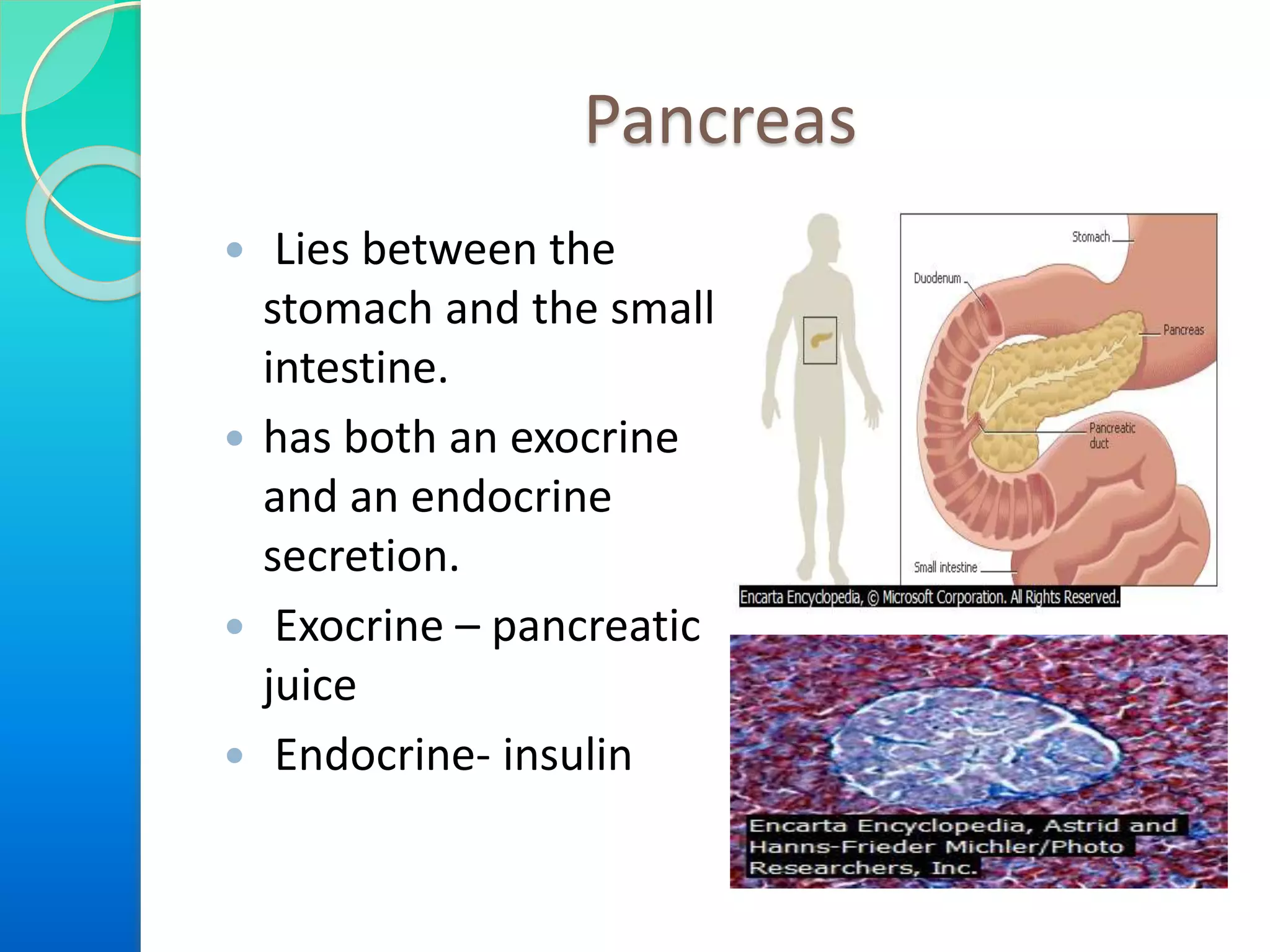 Pancreas
 Lies between the
stomach and the small
intestine.
 has both an exocrine
and an endocrine
secretion.
 Exocrine – pancreatic
juice
 Endocrine- insulin
 