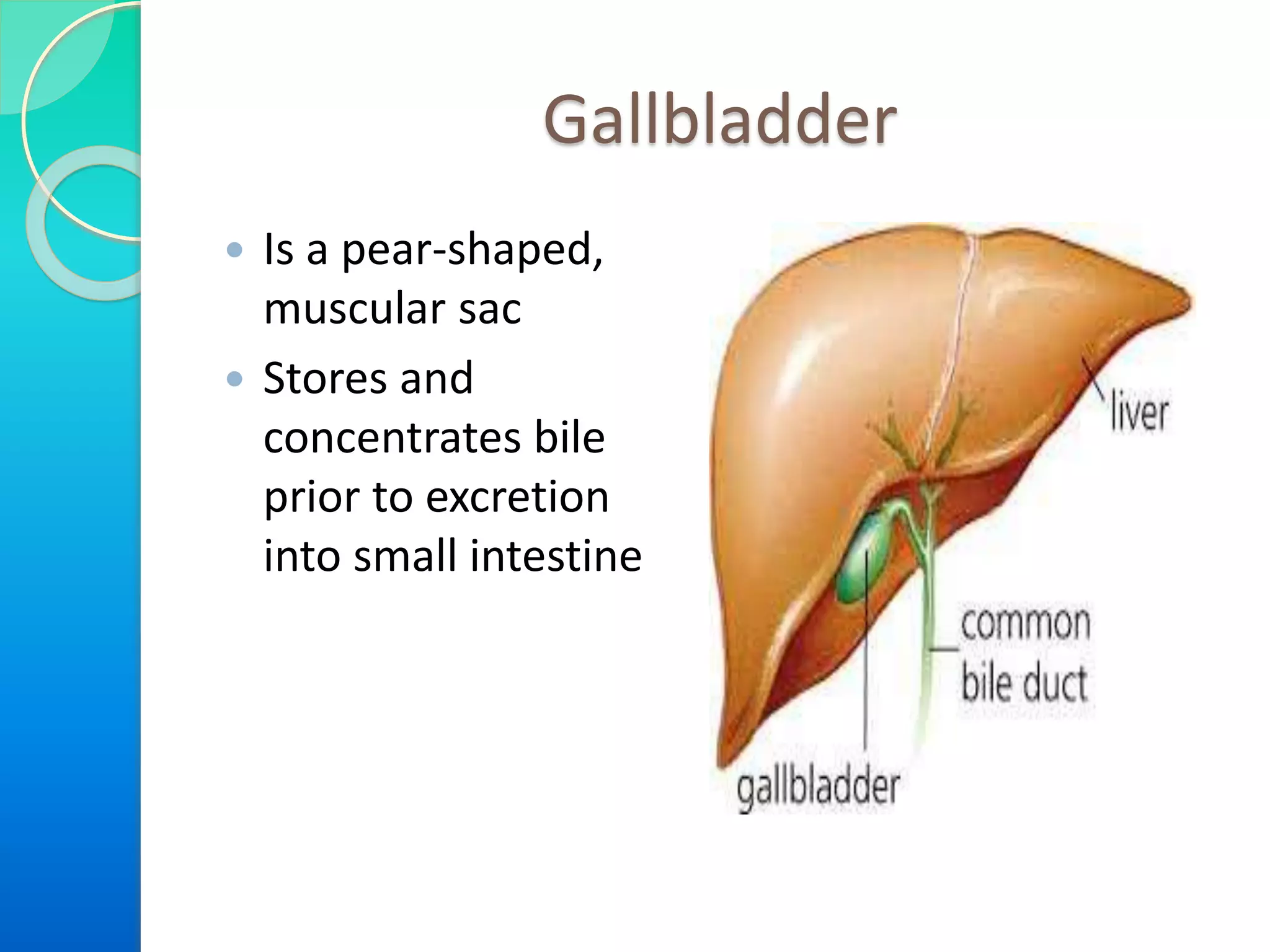 Gallbladder
 Is a pear-shaped,
muscular sac
 Stores and
concentrates bile
prior to excretion
into small intestine
 