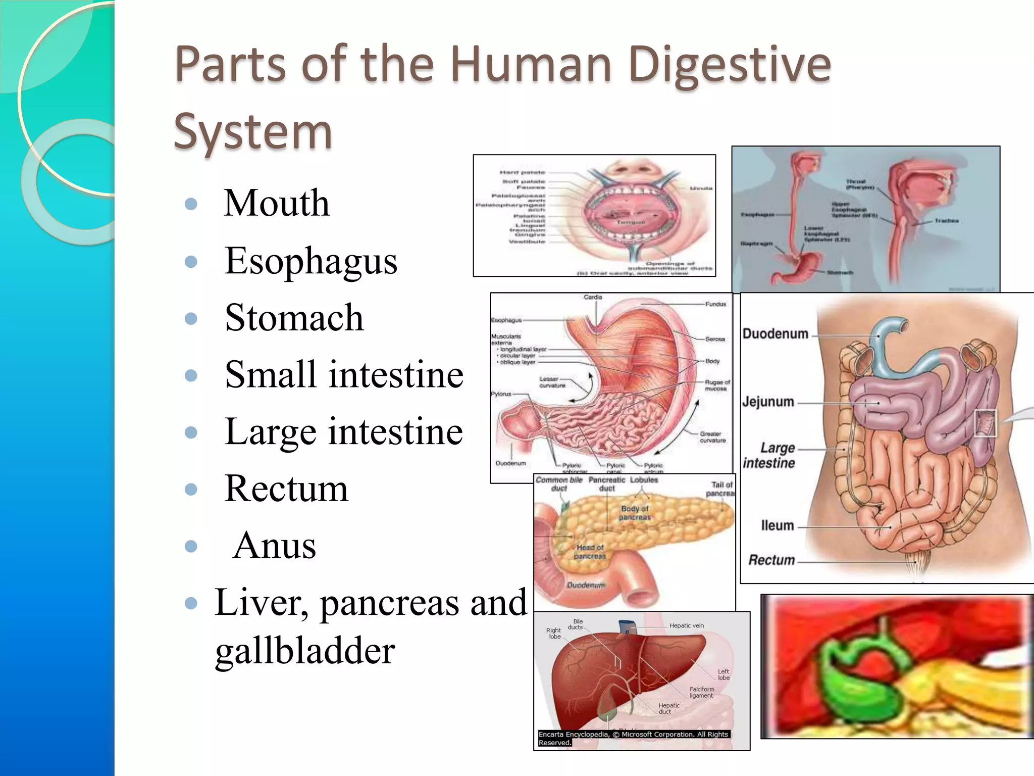 Parts of the Human Digestive
System
 Mouth
 Esophagus
 Stomach
 Small intestine
 Large intestine
 Rectum
 Anus
 Liver, pancreas and
gallbladder

 