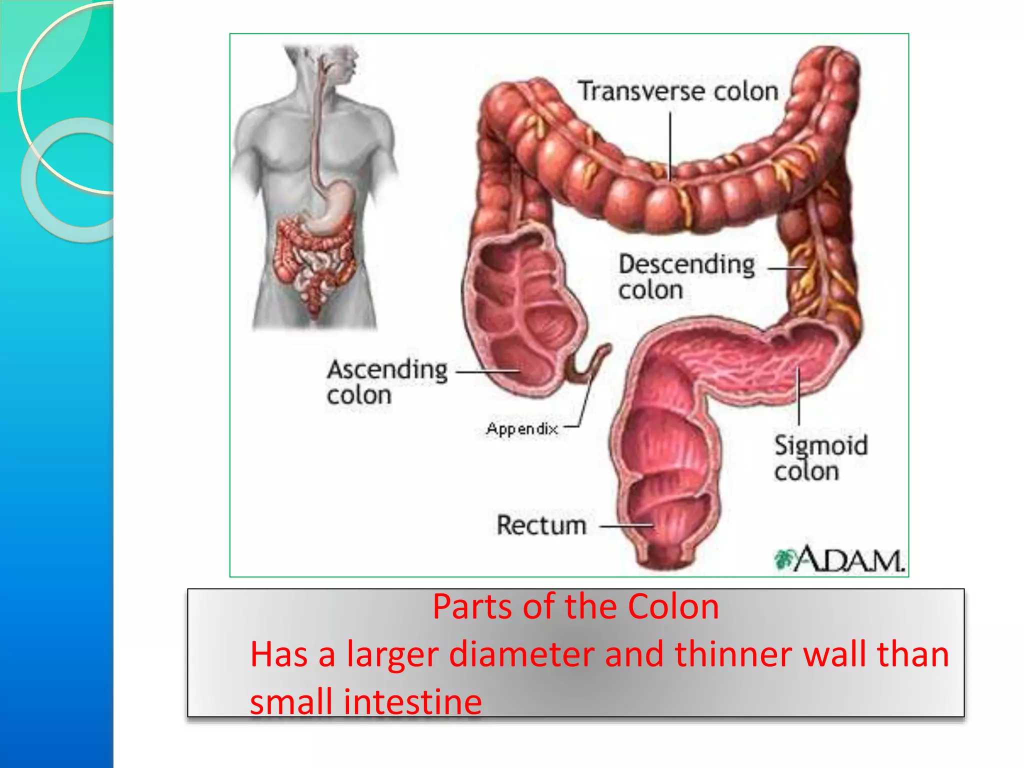 Parts of the Colon
Has a larger diameter and thinner wall than
small intestine
 