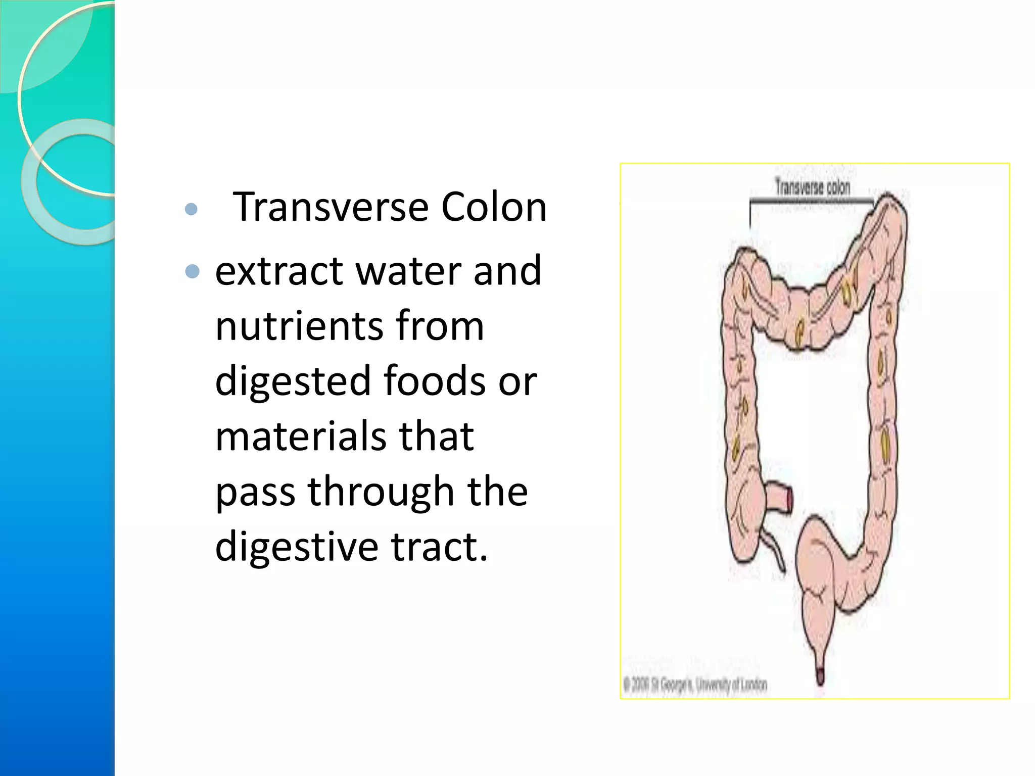  Transverse Colon
 extract water and
nutrients from
digested foods or
materials that
pass through the
digestive tract.

 
