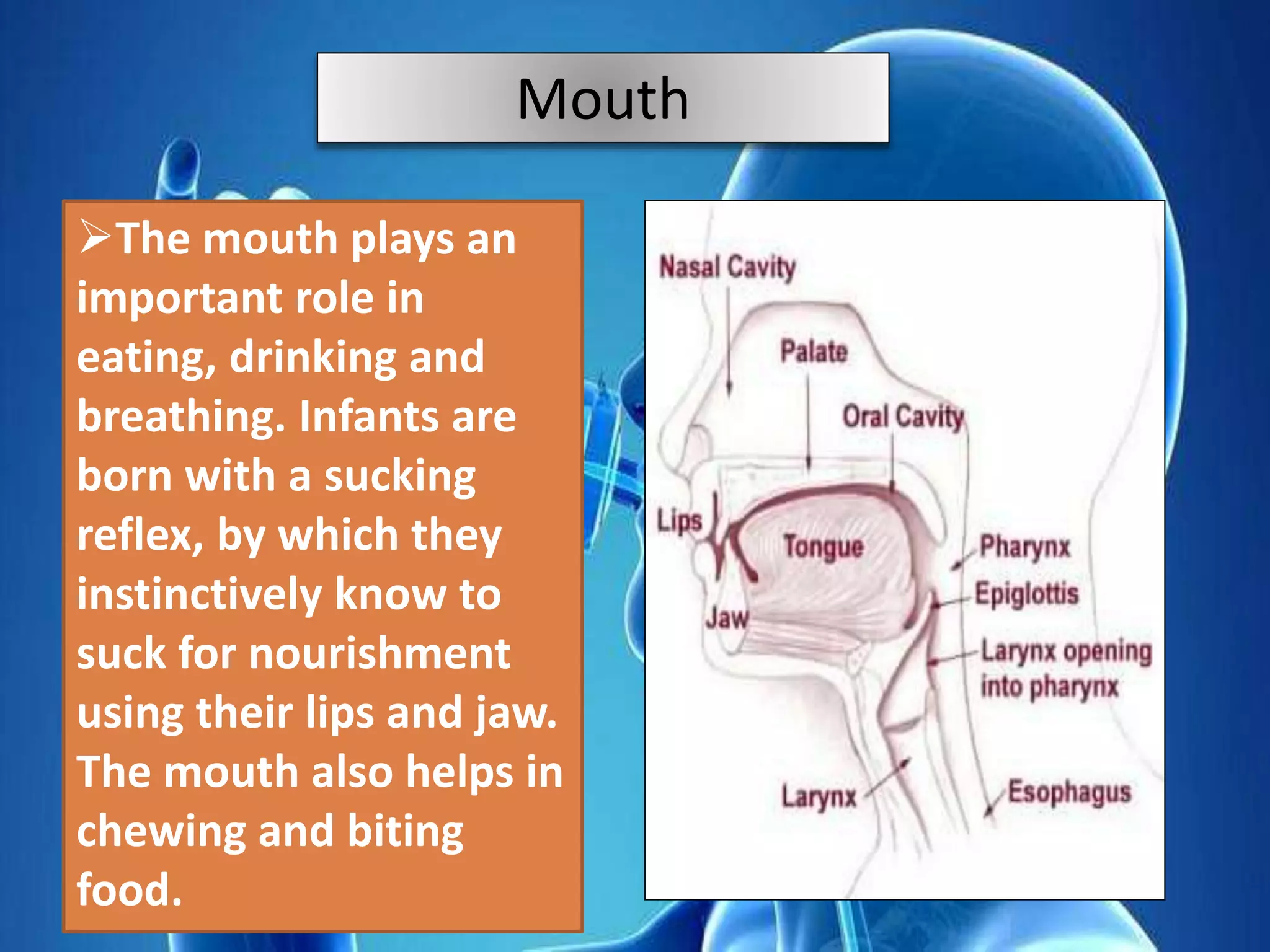 Mouth
The mouth plays an
important role in
eating, drinking and
breathing. Infants are
born with a sucking
reflex, by which they
instinctively know to
suck for nourishment
using their lips and jaw.
The mouth also helps in
chewing and biting
food.
Mouth
 