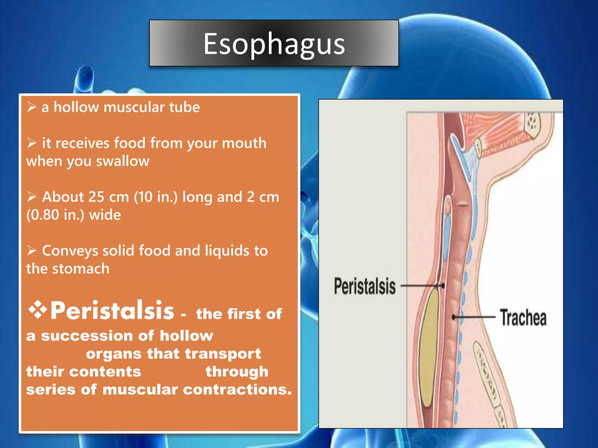  a hollow muscular tube
 it receives food from your mouth
when you swallow
 About 25 cm (10 in.) long and 2 cm
(0.80 in.) wide
 Conveys solid food and liquids to
the stomach
Peristalsis - the first of
a succession of hollow
organs that transport
their contents through
series of muscular contractions.
Esophagus
 