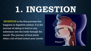 Ingestion Examples The Human Body System: The Digestive System | PPTX
