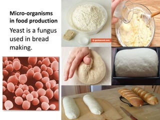 Micro-organisms
in food production
Yeast is a fungus
used in bread
making.
 