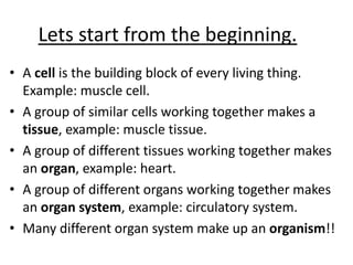 Lets start from the beginning.
• A cell is the building block of every living thing.
Example: muscle cell.
• A group of similar cells working together makes a
tissue, example: muscle tissue.
• A group of different tissues working together makes
an organ, example: heart.
• A group of different organs working together makes
an organ system, example: circulatory system.
• Many different organ system make up an organism!!
 