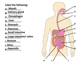 Label the following:
A:…………………
B: …………………
C:…………………
D:…………………
E:…………………
F:…………………
G:…………………
H:…………………
I:…………………
J:…………………
K:…………………
A
B
C
D
E
F
G
H
K J I
Mouth
Appendix
Stomach
Rectum
Large intestine/ colon
Small intestine
Pancreas
Anus
Liver
Oesophagus
Salivary gland
 