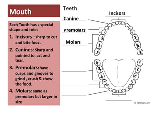 Each Tooth has a special
shape and role:
1. Incisors : sharp to cut
and bite food.
2. Canines: Sharp and
pointed to cut and
tear.
3. Premolars: have
cusps and grooves to
grind , crush & chew
the food.
4. Molars: same as
premolars but larger in
size
Canine
Incisors
Premolars
Molars
 