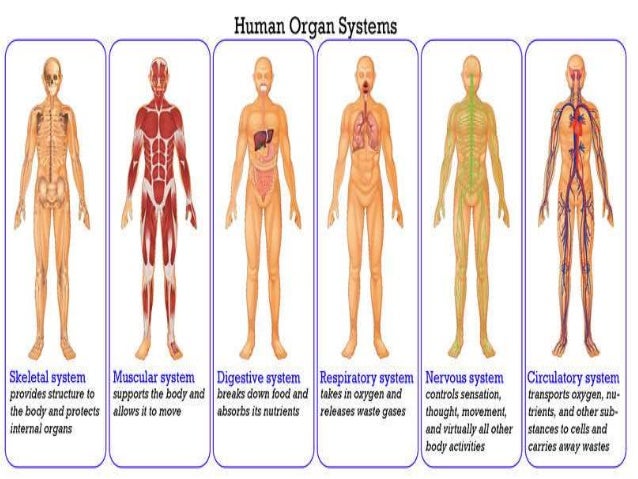 Building Block Muscle Building Block Muscle