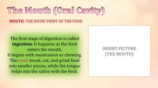 The first stage of digestion is called
ingestion. It happens as the food
enters the mouth.
It begins with mastication or chewing.
The teeth break, cut, and grind food
into smaller pieces, while the tongue
helps mix the saliva with the food.
INSERT PICTURE
(THE MOUTH)
 