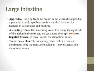 Digestive system HAP II.pptx