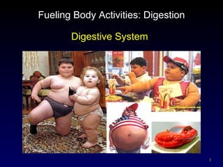 Fueling Body Activities: Digestion Digestive System 