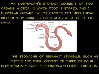 An earthworm’s stomach consists of two  organs: a crop, in which food is stored, and a  muscular gizzard, which carries out mechanical  digestion by grinding food against particles of  sand.  The stomachs of ruminant mammals, such as  cattle and deer, consist of three or four  compartments, each performing a specific  function.  