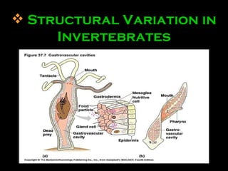 Structural Variation in Invertebrates 
