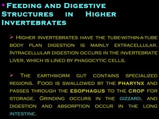 Feeding and Digestive Structures  in  Higher Invertebrates   Higher invertebrates have the tube-within-a-tube body plan digestion is mainly extracellular. Intracellular digestion occurs in the invertebrate liver, which is lined by phagocytic cells.  The earthworm gut contains specialized regions.  Food is swallowed by the  pharynx  and passes through the  esophagus  to the  crop  for storage. Grinding occurs in the  gizzard , and digestion and absorption occur in the long  intestine .  
