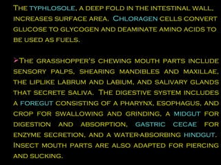The  typhlosole , a deep fold in the intestinal wall, increases surface area.   Chloragen  cells convert glucose to glycogen and deaminate amino acids to be used as fuels.  The grasshopper's chewing mouth parts include sensory palps, shearing mandibles and maxillae, the liplike labrum and labium, and salivary glands that secrete saliva.  The digestive system includes a  foregut  consisting of a pharynx, esophagus, and crop for swallowing and grinding, a  midgut  for digestion and absorption,  gastric cecae  for enzyme secretion, and a water-absorbing  hindgut .  Insect mouth parts are also adapted for piercing and sucking.  
