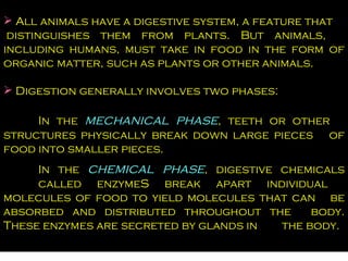 All animals have a digestive system, a feature that  distinguishes them from plants. But animals,  including humans, must take in food in the form of organic matter, such as plants or other animals.  Digestion generally involves two phases:  In the  mechanical phase , teeth or other  structures physically break down large pieces  of food into smaller pieces.  In the  chemical phase , digestive chemicals  called enzymeS break apart individual  molecules of food to yield molecules that can  be absorbed and distributed throughout the  body. These enzymes are secreted by glands in  the body. 