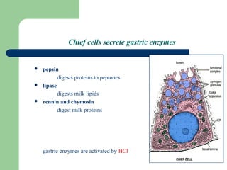 Chief Cells Structural Digestive System II | PPT